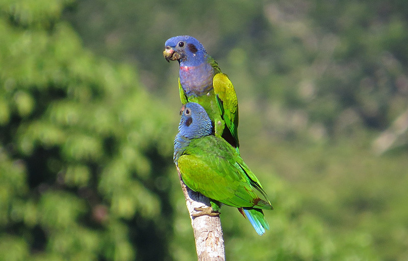 …or on others with a pair of Blue-headed Parrots perched even closer.