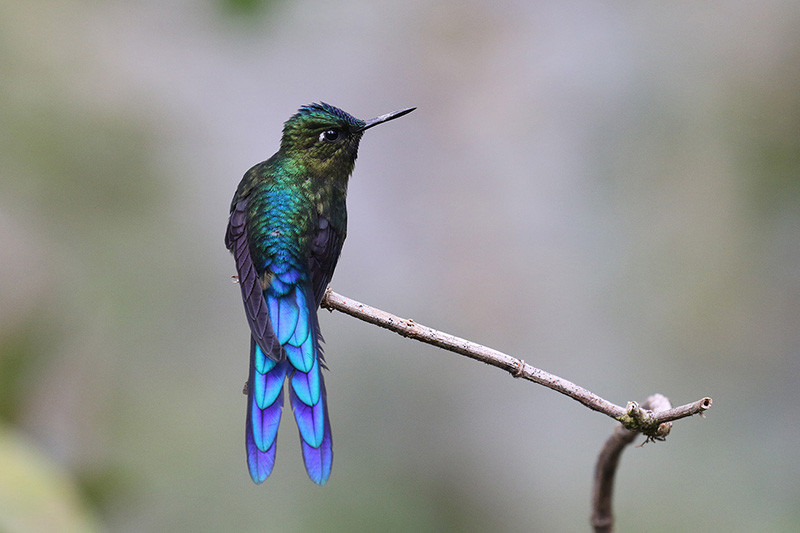 …like the superb Violet-tailed Sylph…