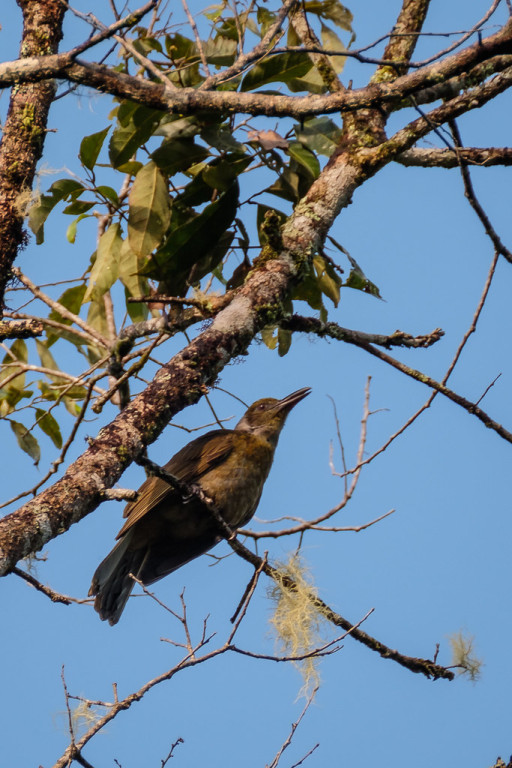 is undoubtedly the star of the show. Here the endemic Seram Oriole…