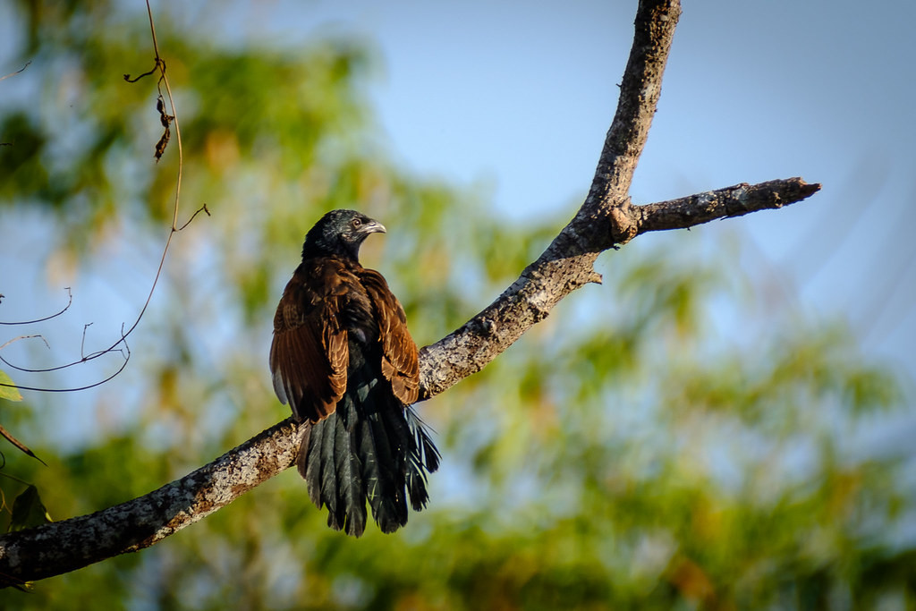 while the Greater Coucal is more widespread…