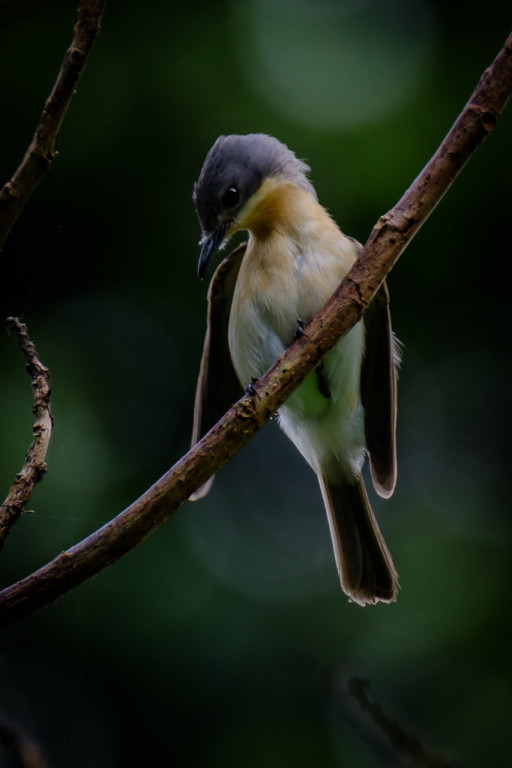 the endemic Moluccan Flycatcher…