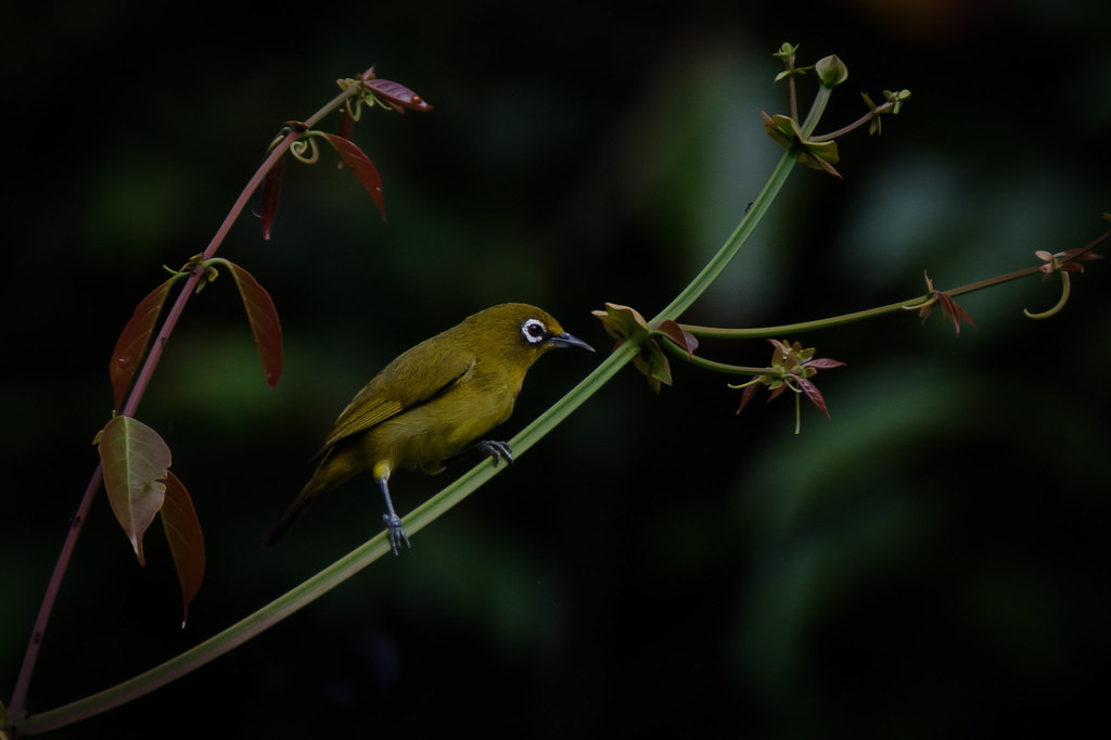 the Buru White-eye is another sought after endemic…