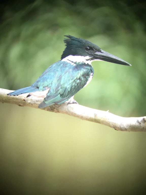 …and their larger cousins like this Amazon Kingfisher line the banks…