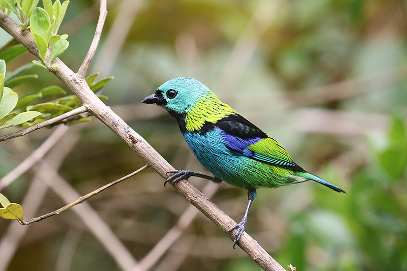 There will be colorful birds like Green-headed Tanager…