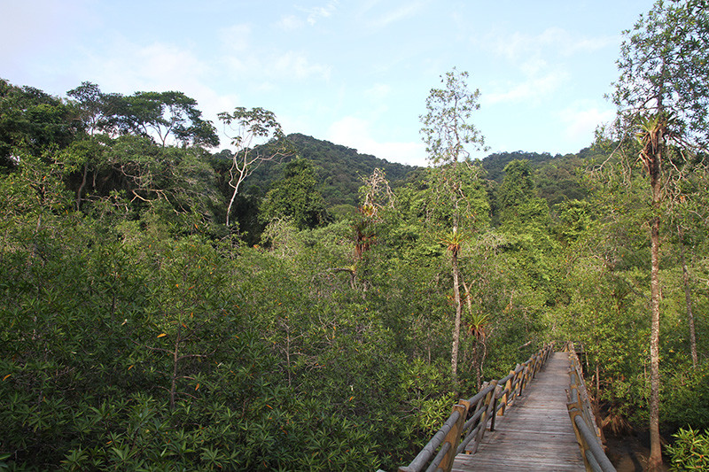  …where mangroves border pristine humid forest…