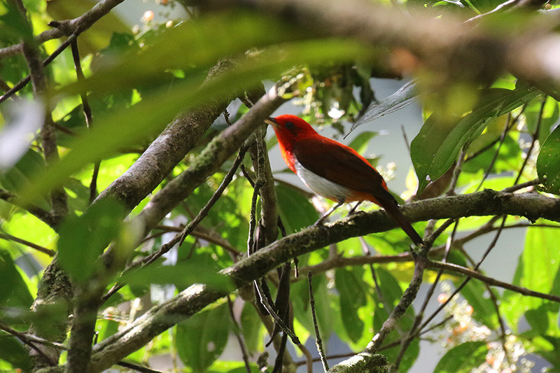 …the flashy Scarlet-and-white Tanager…