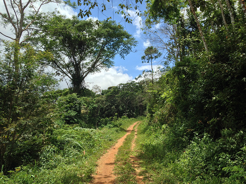 …humid forest at Serra Bonita…