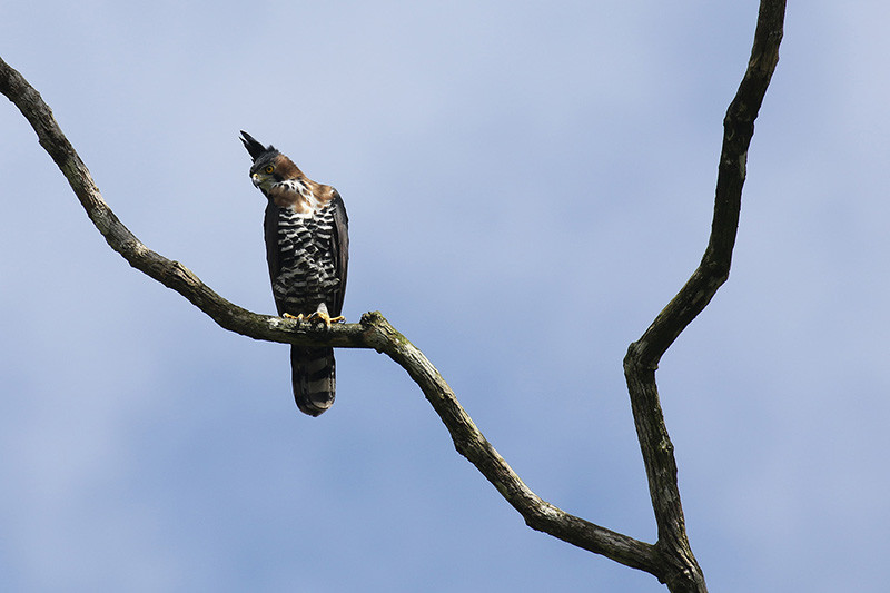 …and the impressive Ornate Hawk-eagle, uncommon but regularly seen along the Anchicaya road.