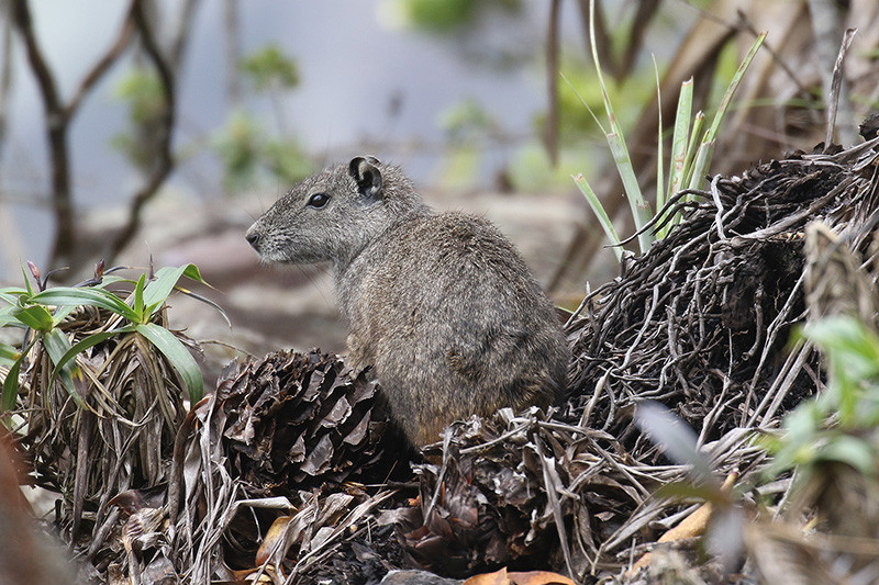 We may also spot one of these weird Rock Cavy…