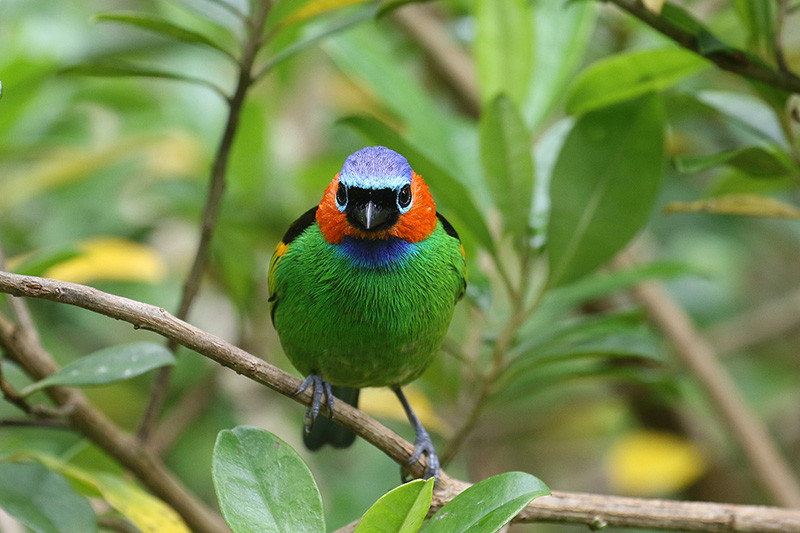 …and Red-necked Tanager, both species coming to the feeders at Serra Bonita.