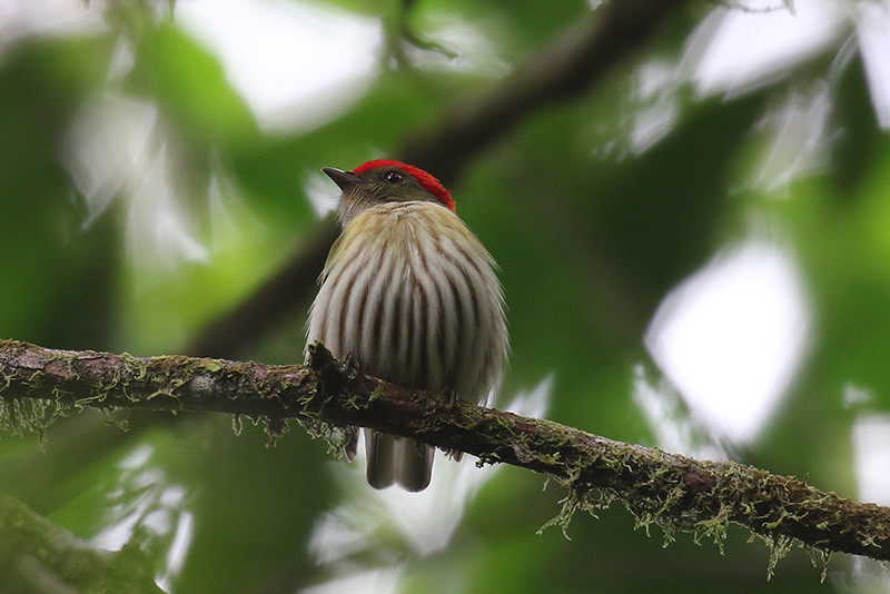 We also have good chance of finding the soon-to-be-split Eastern Striped Manakin…