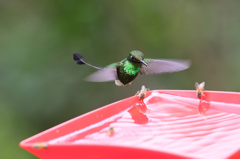 We’ll visit several feeding stations attracting plenty of colorful hummingbirds, here a Booted Racquet-tail…