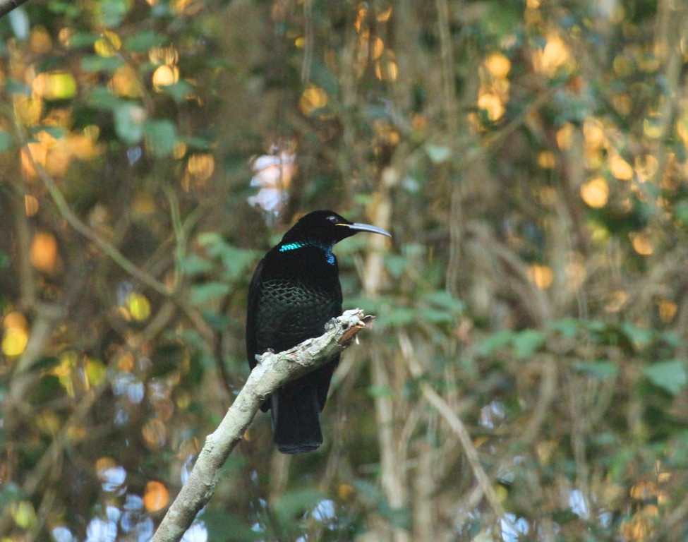 We’ll look for more scarce and retiring species like this Paradise Riflebird as well