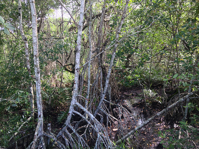 …and even mangroves near Porto Seguro.