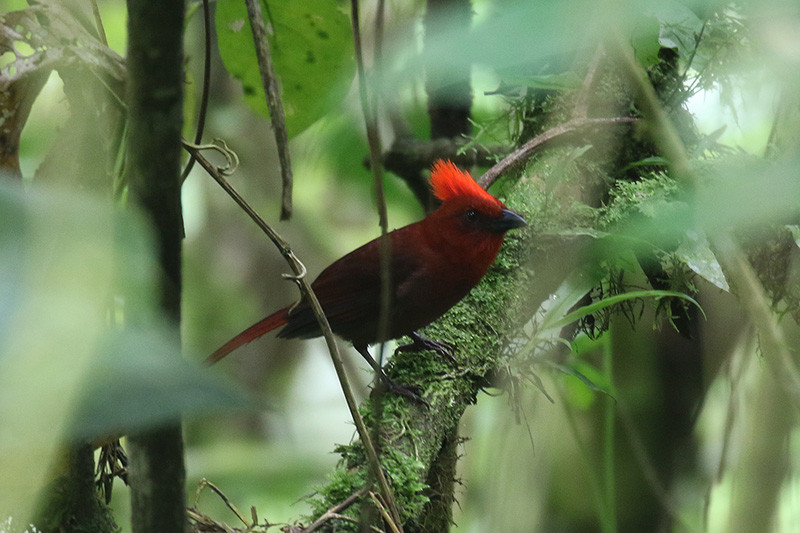 The number of fantastic birds is endless, for example Crested Ant-Tanager is fairly common among the Anchicaya road,…