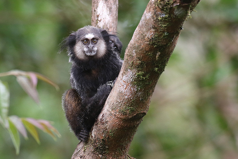 …a group of the very local Wied’s Black-tufted-ear Marmoset…