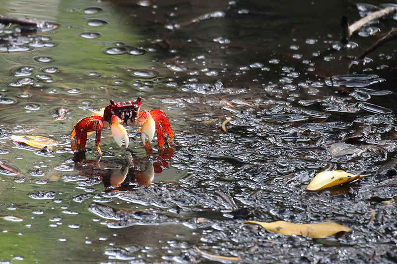 and other marvelous creatures like the colorful crabs in the Porto Seguro’s mangroves.