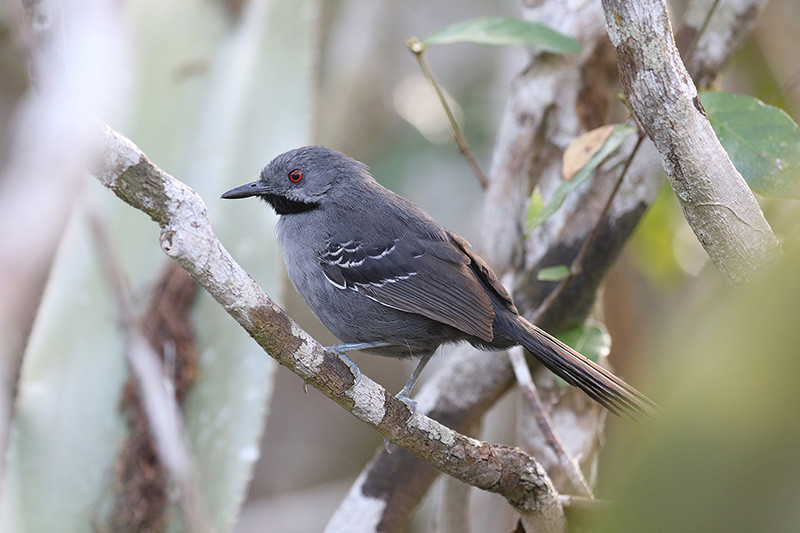 Birding will be fantastic and we plan on finding plenty of Brazilian endemics like Slender Antbird…