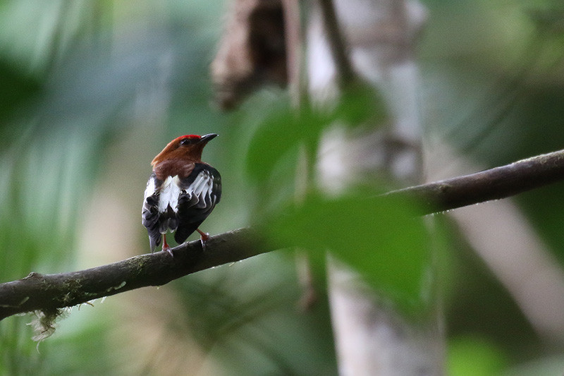 …the lovely Club-winged Manakin…