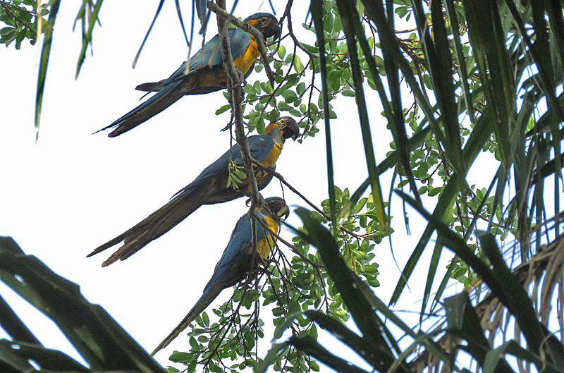 But a star attraction will be the very local and  rare Blue-throated Macaw; we could see as much as 10% of the world’s population here.