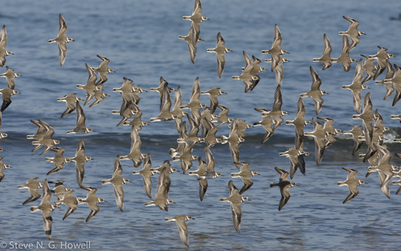 …and flocks of Wilson’s Plovers.  