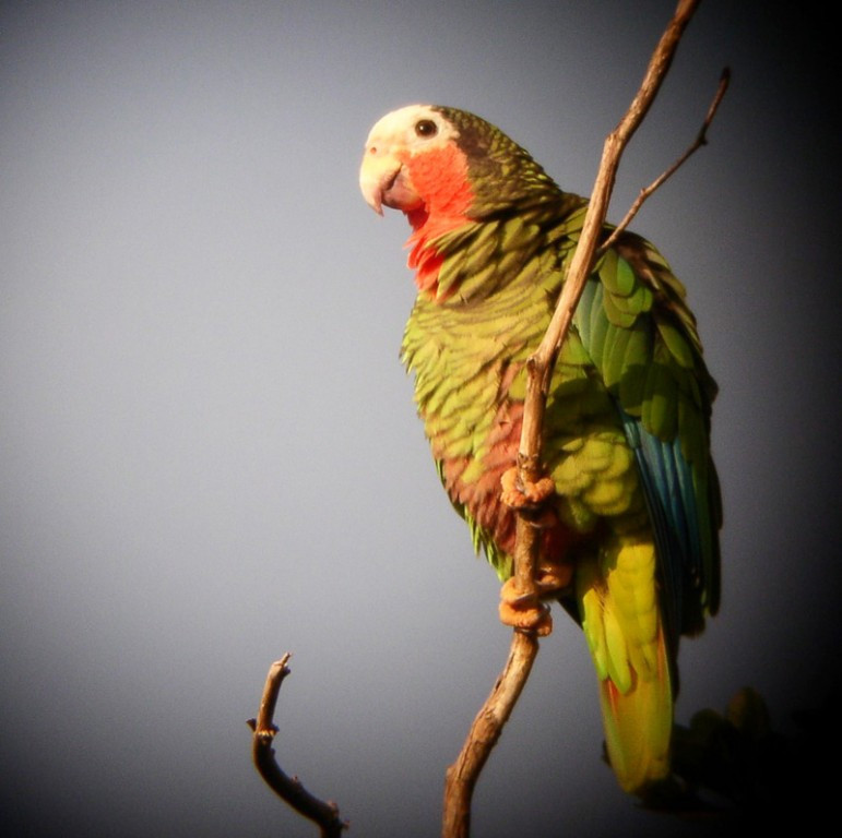 …or Cuban Parrots feeding on tree fruits.