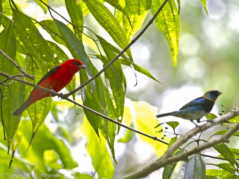 Northbound migrants may include Scarlet Tanager (here with a local Golden-hooded Tanager)…