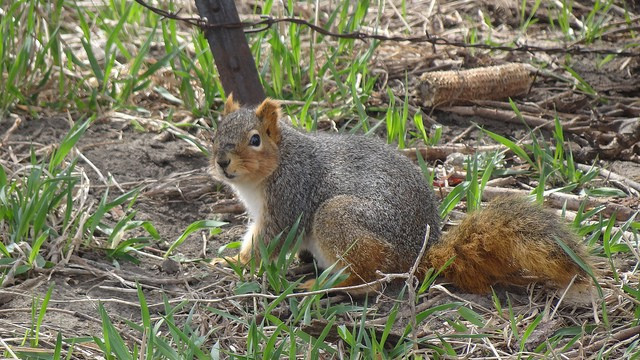 The huge and handsome Eastern Fox Squirrel is found across Nebraska…

