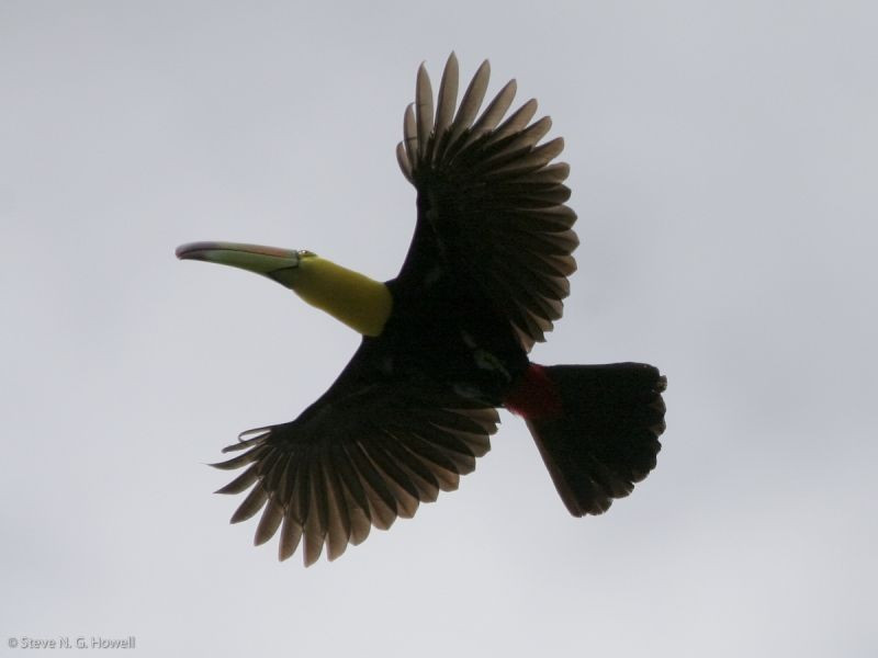 Some nearby Atlantic-Slope rainforest has Keel-billed Toucans…