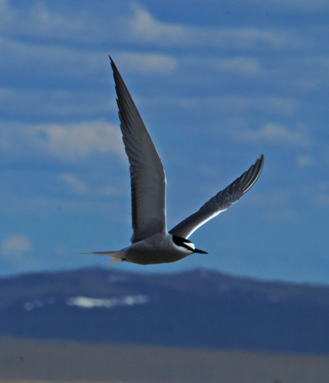 …and most of another day at a lagoon where Aleutian Tern breeds.