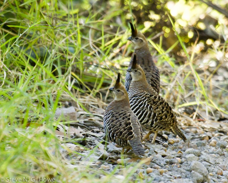 …and with luck the elusive Banded Quail…