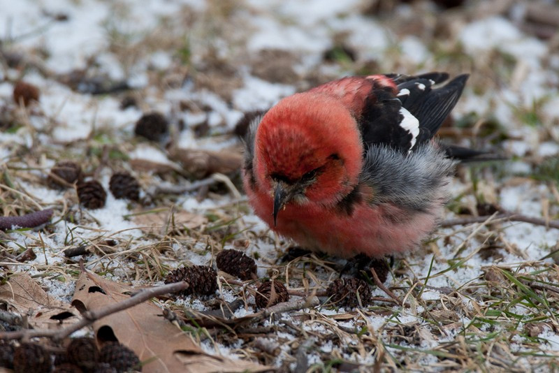 …the dry chatter of White-winged Crossbills…