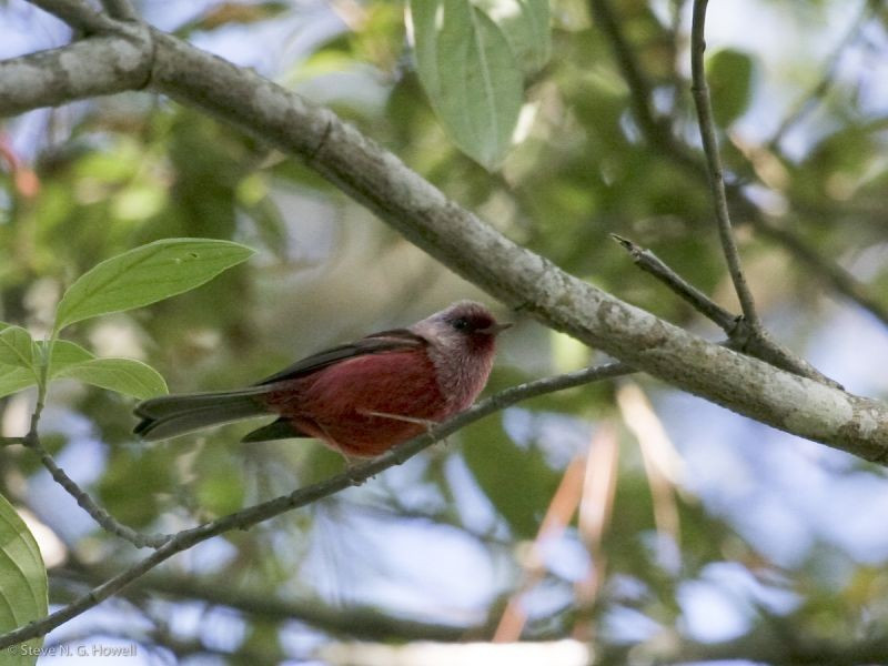 …with Pink-headed Warbler…