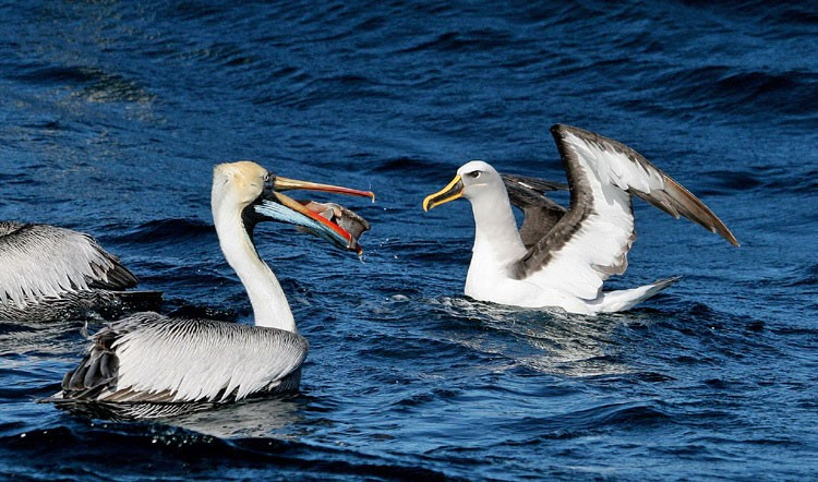 …where a Buller’s Albatross from New Zealand meet Peruvian Pelicans…