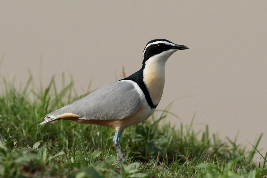 On our way to Mole National Park, we will stop to look for one of Africa’s other iconic and unique birds, the Egyptian Plover.