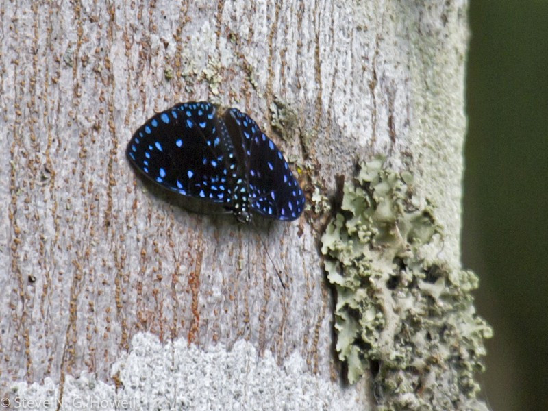 …while a range of stunning butterflies could include this Starry Cracker.