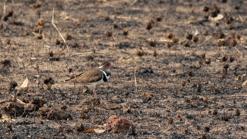 Out in the bush, Forbes’s Plover can be difficult to locate. Searching burnt areas is likely to produce dividends though.