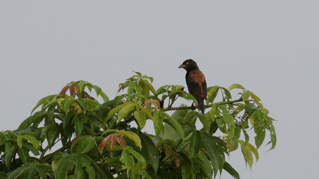 Occuring in mixed flocks with Village Weavers, the Vieillot’s Black Weaver is slightly misnamed,