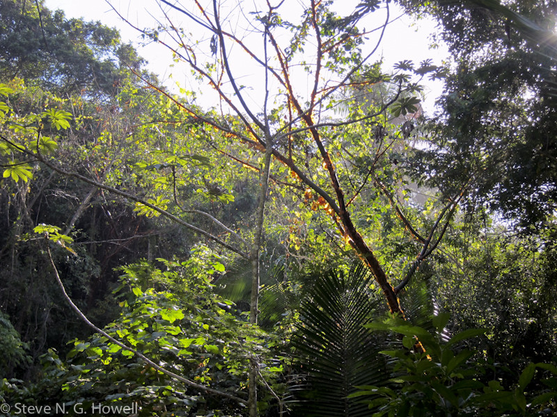 In the tropical forest of the nearby foothills we should find…
