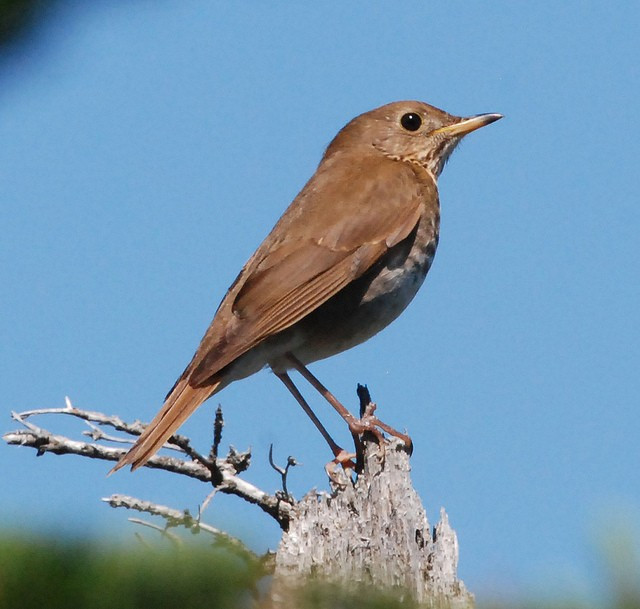 …as we’re here primarily to see Bicknell’s Thrush.