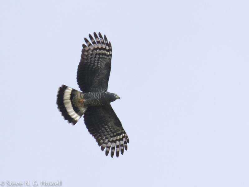 …or a Hook-billed Kite, one of the many raptors possible on this tour.