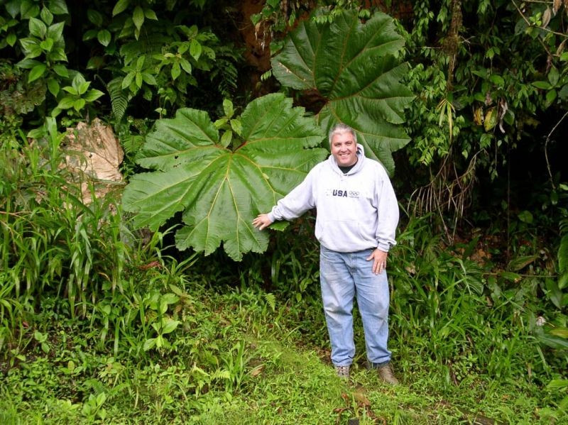 On our way to Rancho Naturalista, we may bird Tapantí National Forest, a wet cloud forest that supports luxuriant vegetation such as this giant Gunnera.