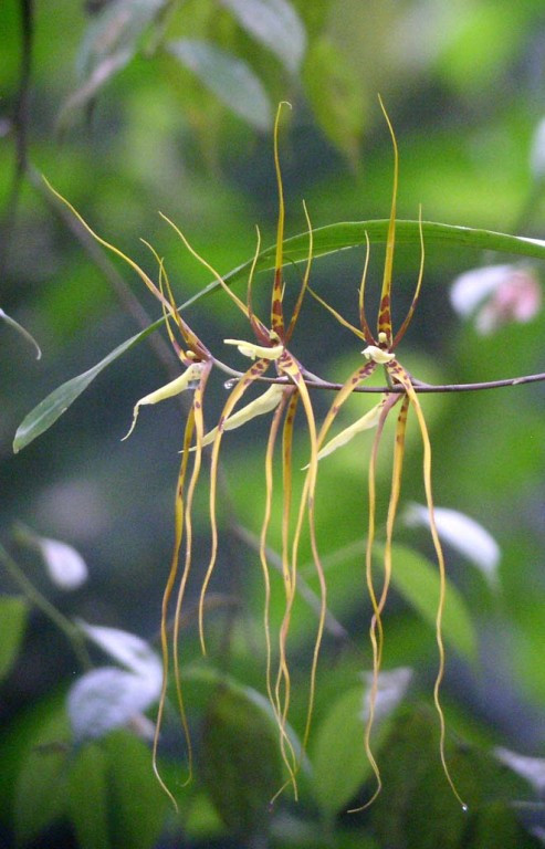 This Brassia orchid is one of the exciting non-bird encounters we may have along the forest trails…