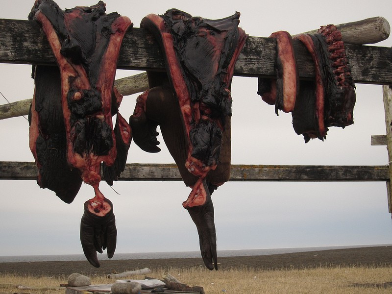 …air drying carcases of seals and seabirds, which are important local foods…