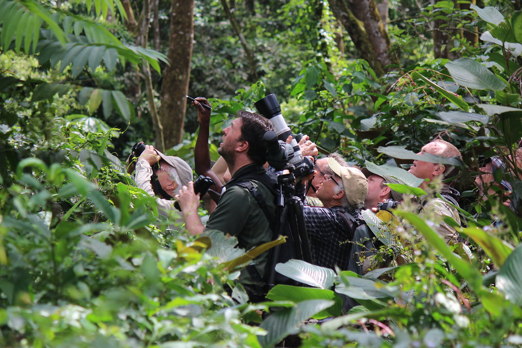 Our small group-size allows us to get onto birds quickly, especially useful in dense forest.