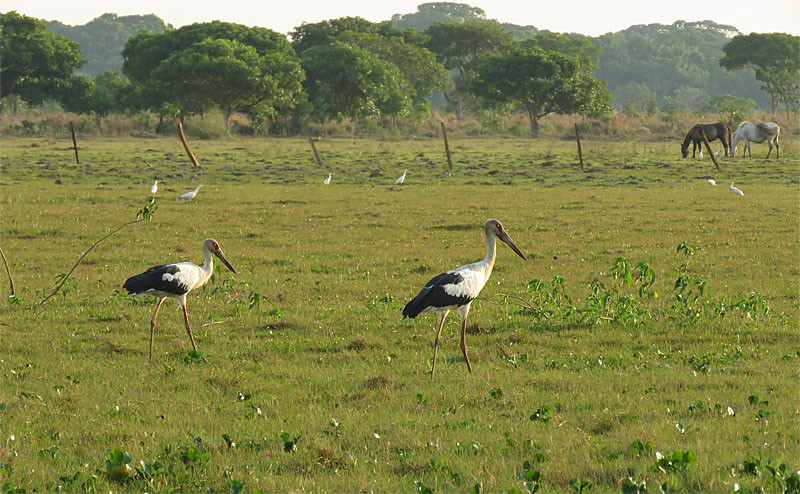 The stately Maguari Stork is a close relative of the European members of the same genus.