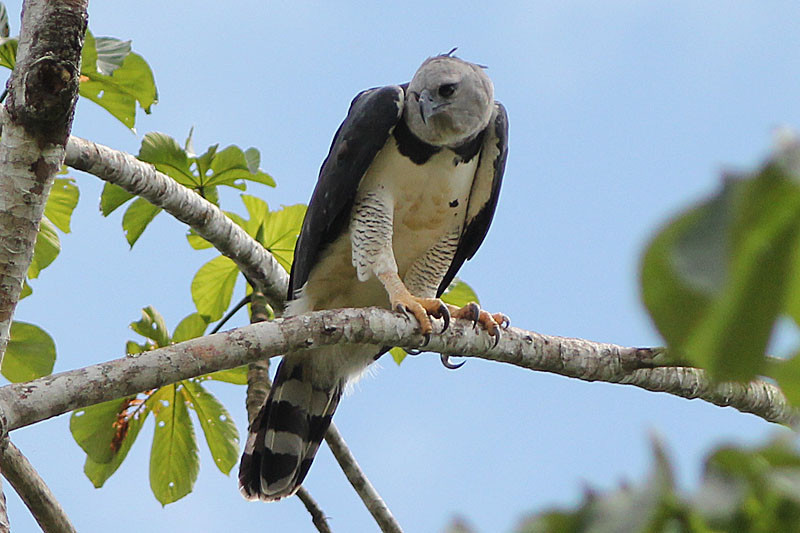 Very widespread but everywhere extraordinarily rare is the fabled Harpy Eagle; we could get this lucky.
