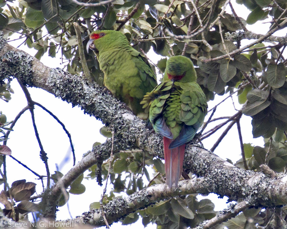 …home to the endemic Slender-billed Parakeet, …