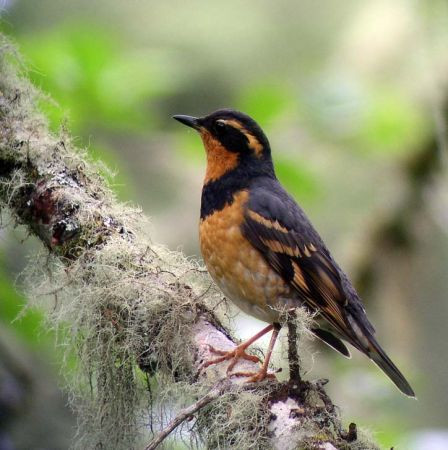Moving into the Coast Range we’ll hear Varied Thrush’s haunting song from the dark, lichen-draped forests.