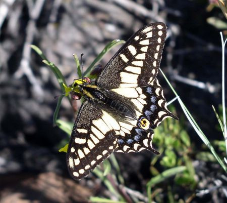 …or this Anise Swallowtail “hilltopping” at Aldrich Mountain…